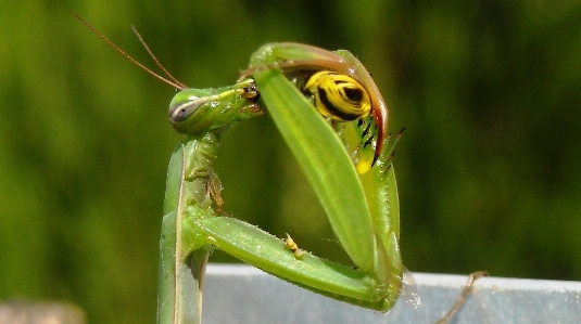 Photo Faune vert mante religieuse
 insecte