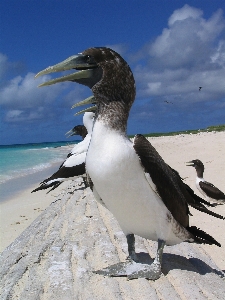 Foto Pantai laut air alam