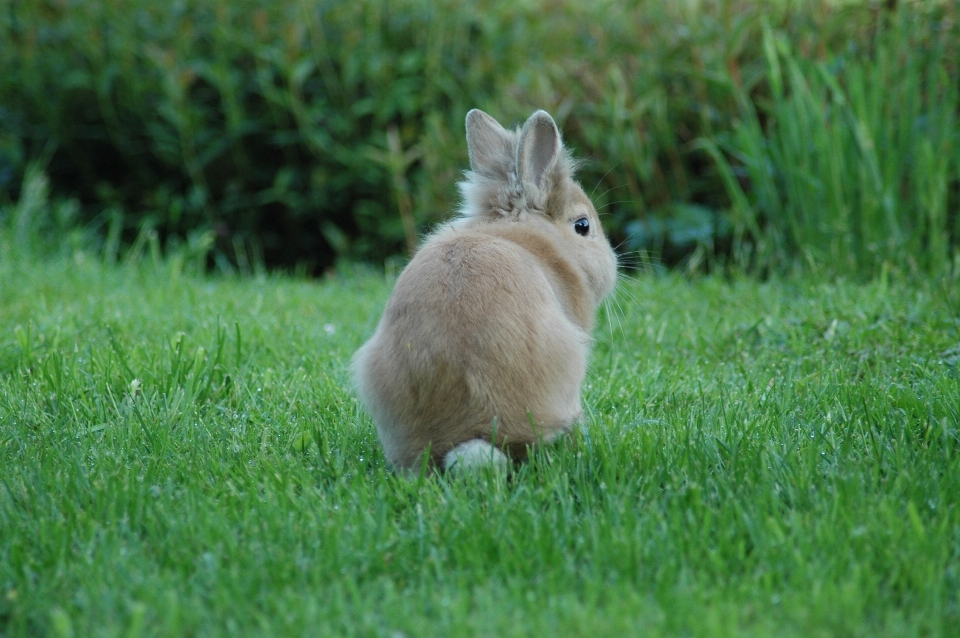 Herbe pelouse prairie
 faune