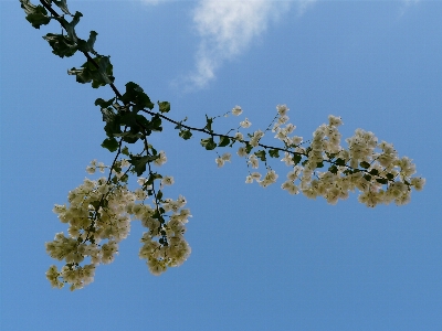 Tree nature branch blossom Photo