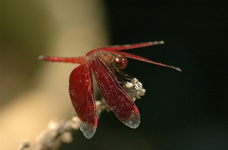 Nature photography leaf flower Photo