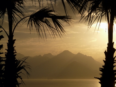 Sea tree nature ocean Photo