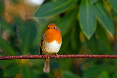 Nature branch bird flower Photo