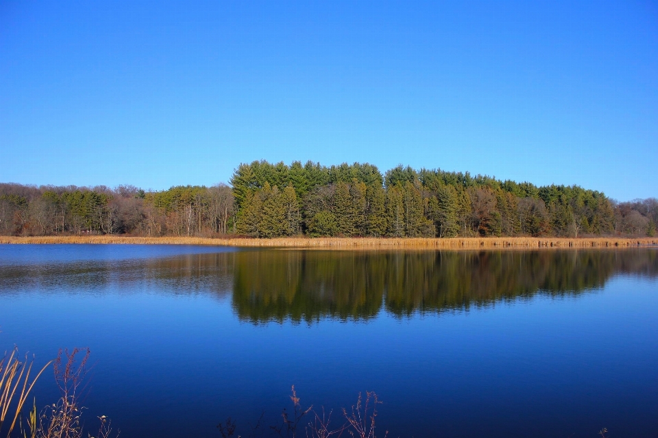 Tree water nature forest