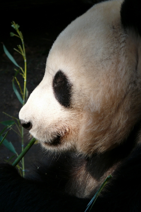 Orso zoo pelliccia mammifero