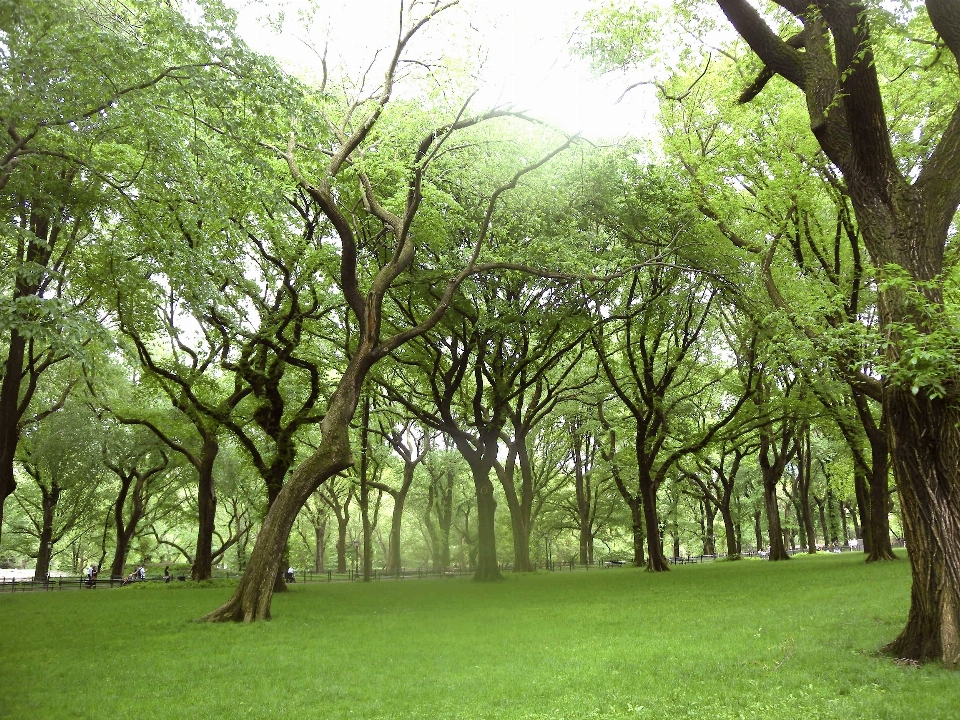 風景 木 自然 森