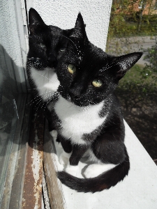 Foto Blanco lindo gato macro