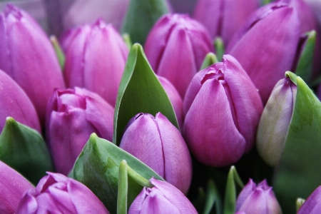 Blossom plant flower petal Photo