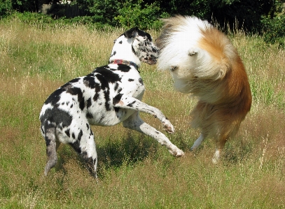 Foto Alam bidang anjing satwa