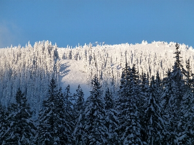 風景 木 自然 森 写真