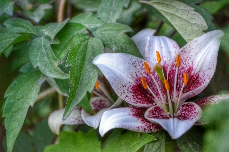 Foto Naturaleza florecer planta hoja