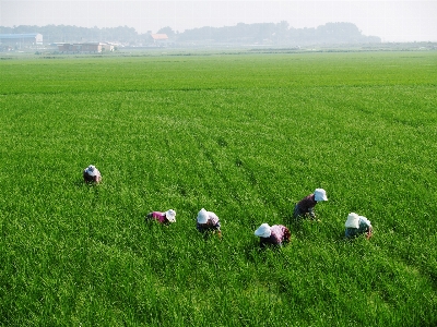 Foto Rumput bidang peternakan halaman