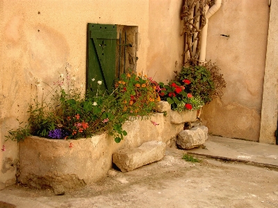 Foto Flor muro patio interior
 jardín