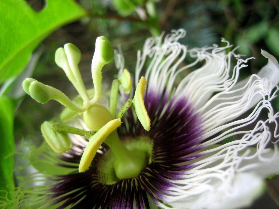 Nature blossom plant white