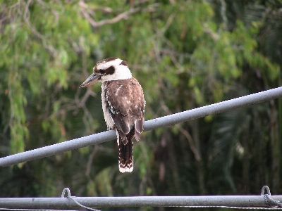 Foto Naturaleza rama pájaro fauna silvestre