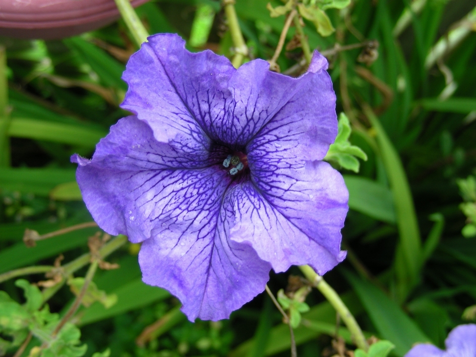 Plant flower purple petal