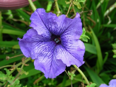 Plant flower purple petal Photo