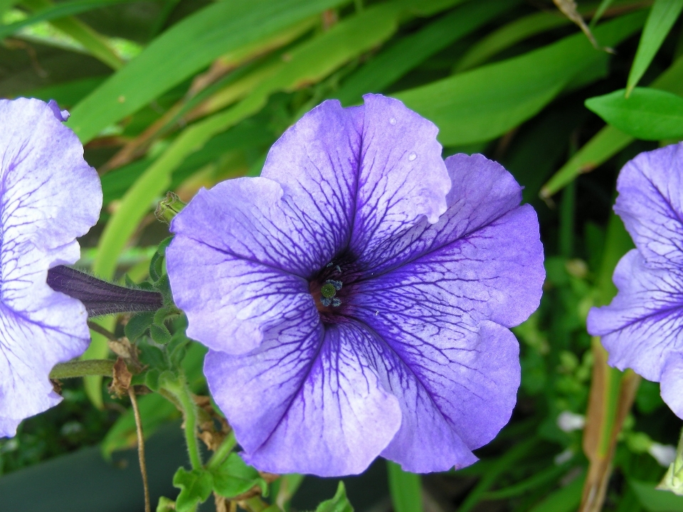 All'aperto fiore crescita pianta