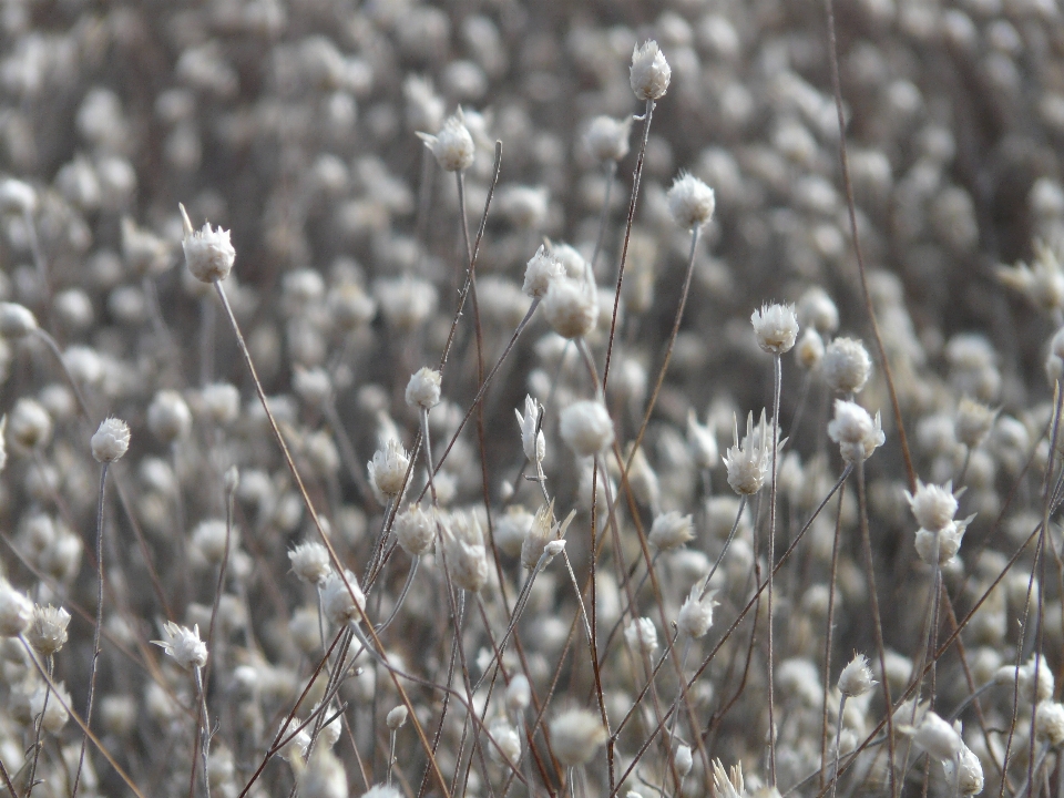 Herbe bifurquer fleurir neige