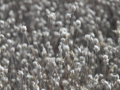 Grass branch blossom snow Photo