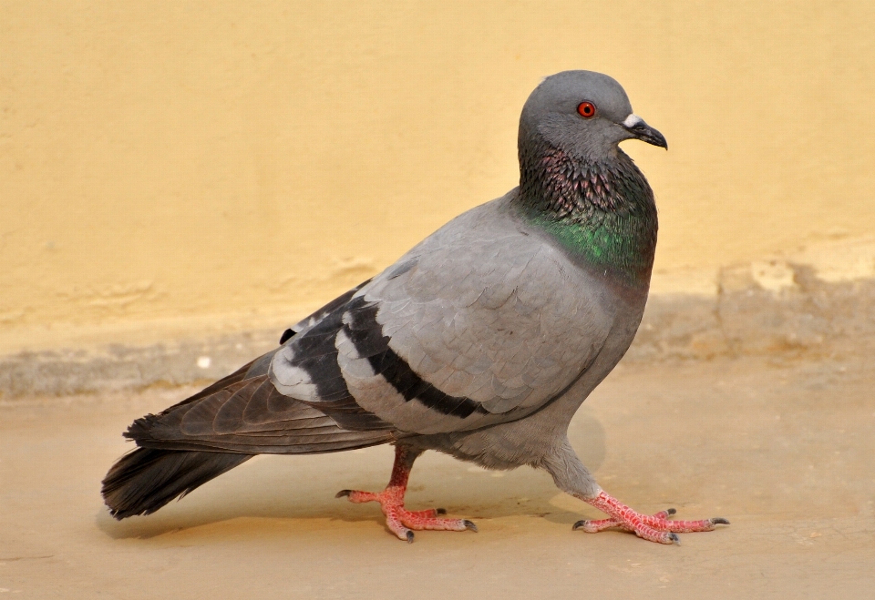 Naturaleza pájaro ala caminar