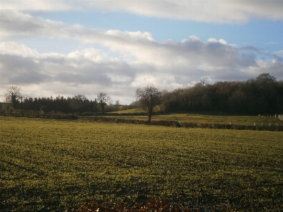 Landscape tree nature grass Photo