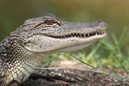 Foto Natureza região selvagem
 animal animais selvagens