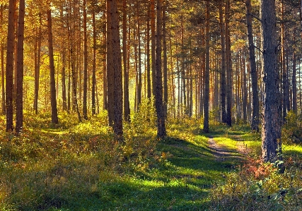 Foto Paesaggio albero natura foresta