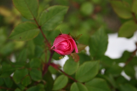 Nature blossom plant stem Photo