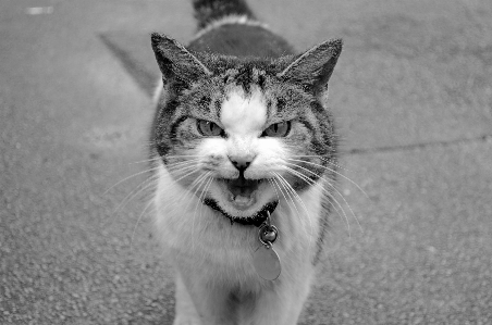 Foto Bianco e nero
 animale carino