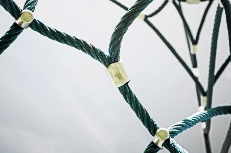 Branch rope plant leaf Photo