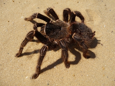 動物 虫 fauna 無脊椎動物 写真