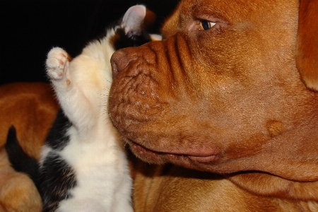 Puppy dog love kitten Photo