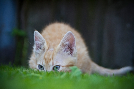 Grass game animal kitten Photo