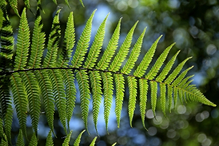 Nature growth plant leaf Photo