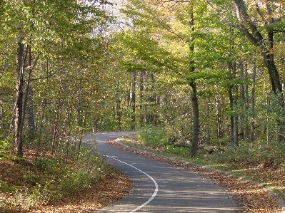 Tree forest path plant Photo