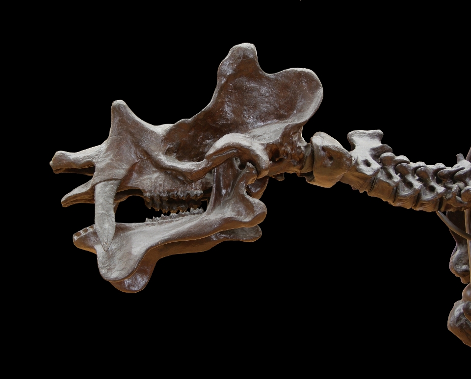 Mammifero cranio osso colonna vertebrale