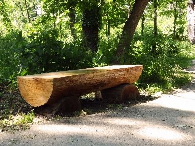 Foto Tavolo albero natura sentiero