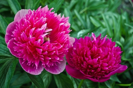 自然 植物 白 花 写真