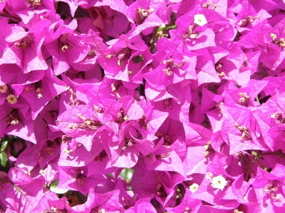 Outdoor branch blossom growth Photo