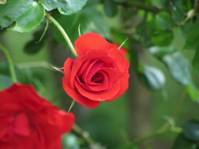 Outdoor branch blossom growth Photo