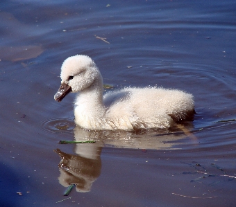 Water nature bird wing Photo