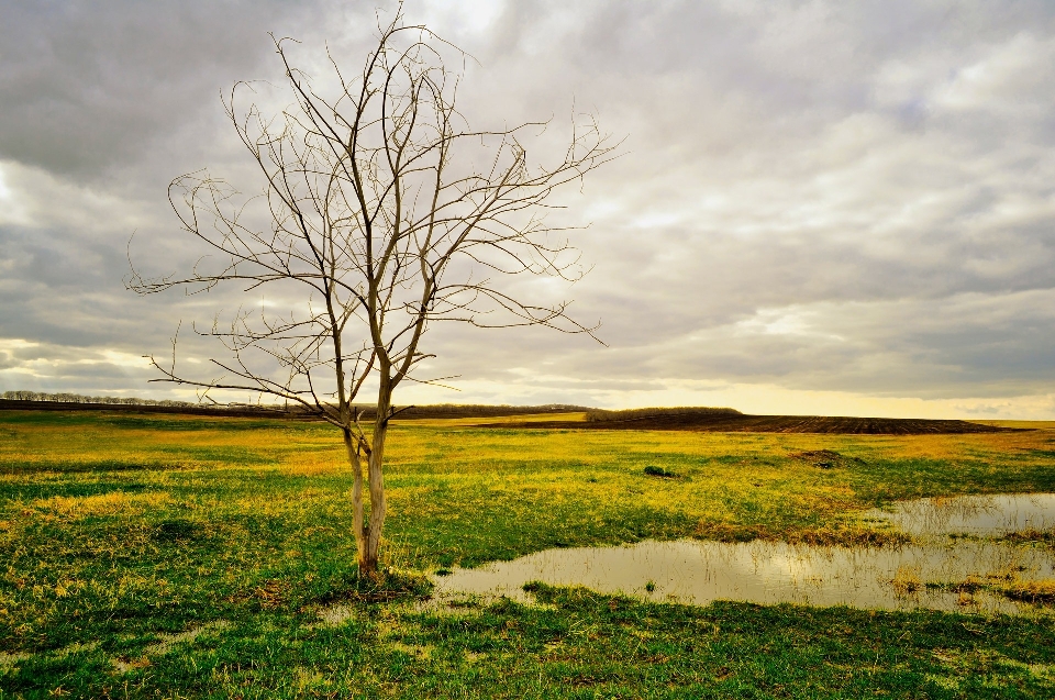 Landscape tree nature grass