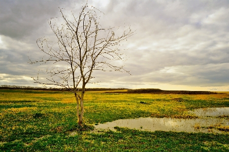 Landscape tree nature grass Photo