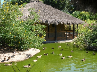 Water lawn flower lake Photo