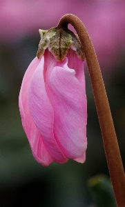 Photo Nature fleurir usine fleur