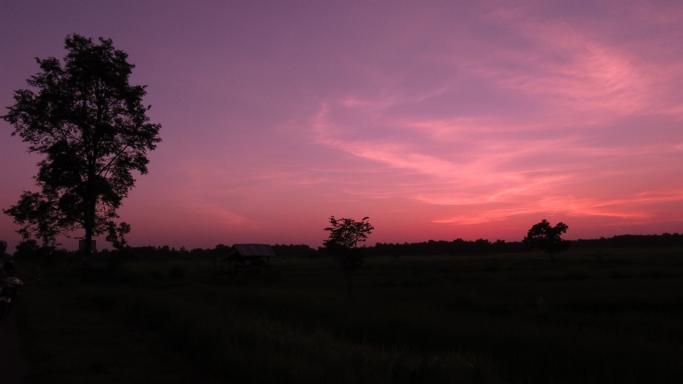 Landscape tree nature grass