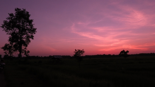 Landscape tree nature grass Photo