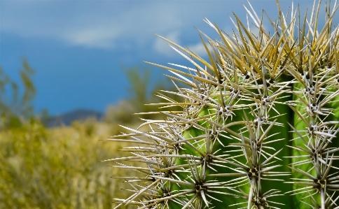 Tree nature grass cactus Photo