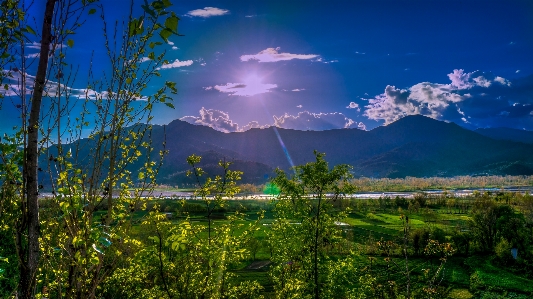 Landscape tree nature forest Photo